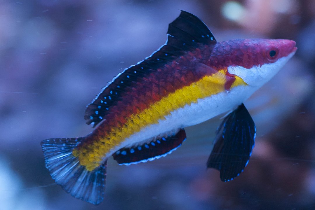 NaokoWrasse012619.jpg