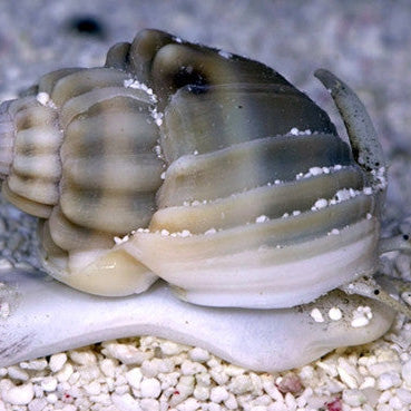 NassariusSnail1_369x369.jpg