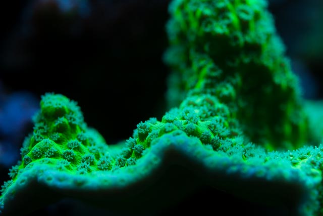 Neptune-7.jpg
