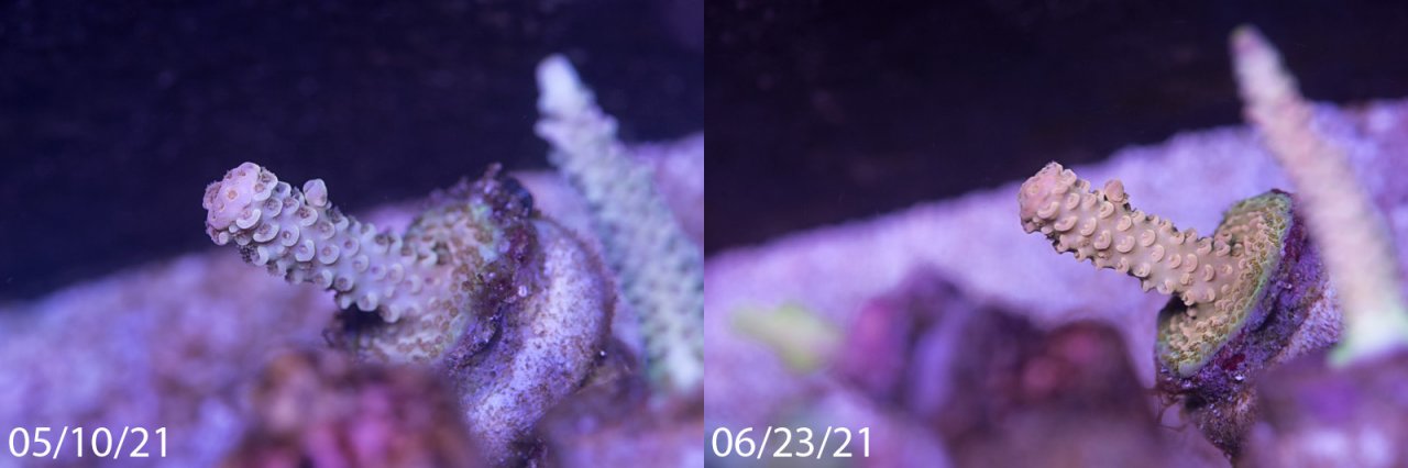 neptunesps06_0510-062321.jpg