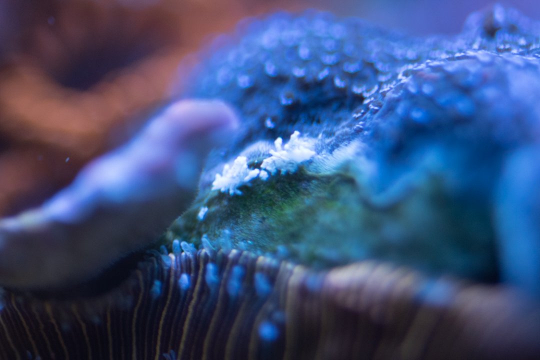Nudi's.jpg