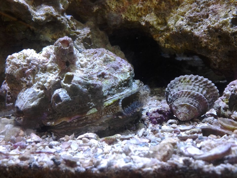 Oyster.jpg