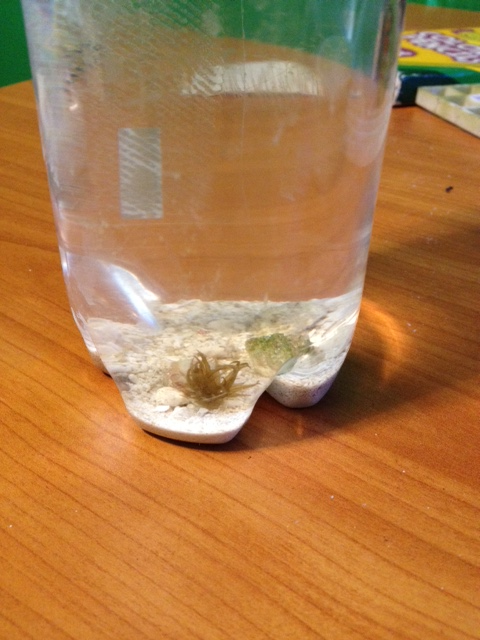 p new pet.png