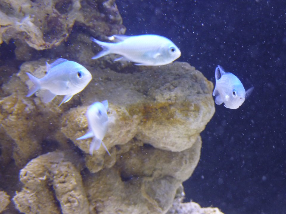 P1000009.jpg