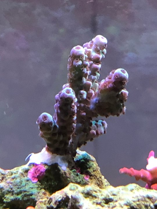 pink-tip-sarmentosa.jpg