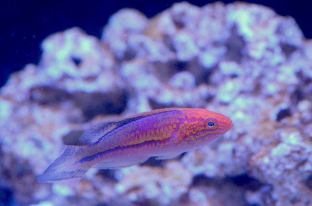 pintail wrasse.jpg