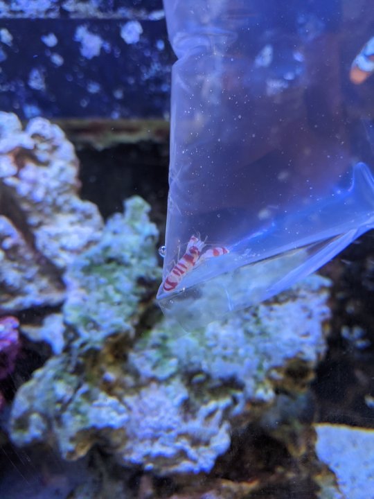 Pistol shrimp.jpg