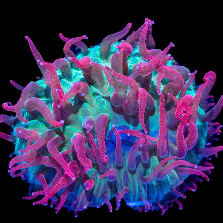Plate Coral 1.jpg