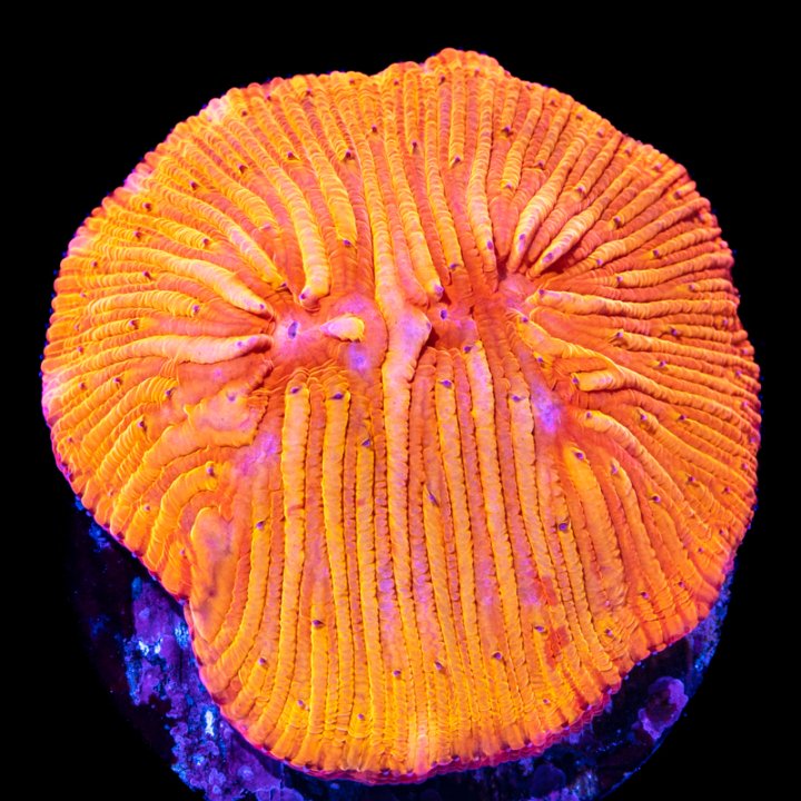 Plate Coral 2.jpg