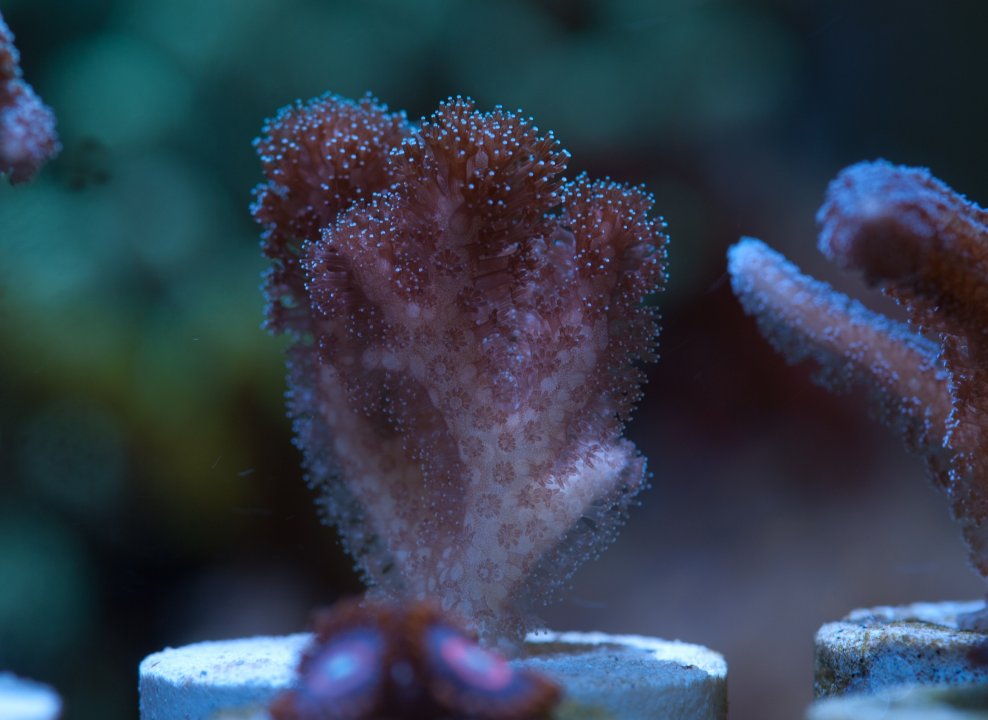 Poecillopora.jpg