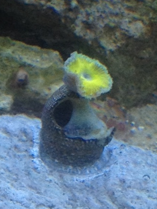 polyp.png