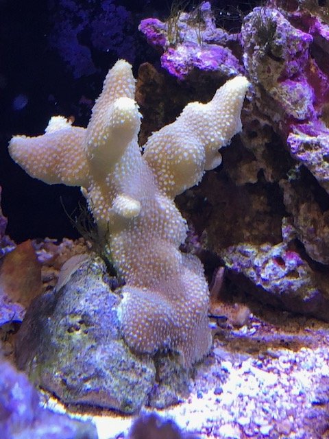 porites.jpg