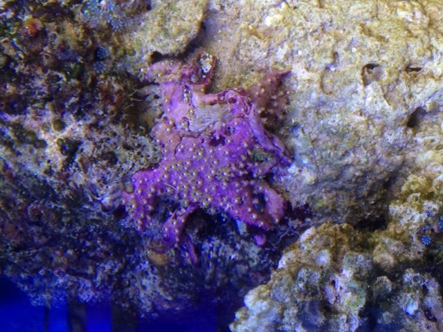 purp.png