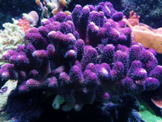 purple stylo.jpg