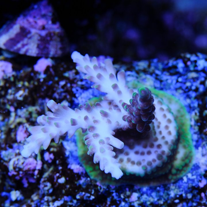 purplerain 210119.jpg