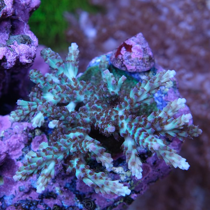 purplerain-210528-jpg.28143