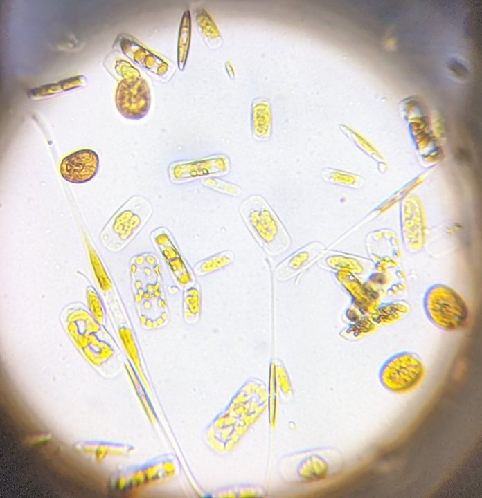 PXL_20211105_061816661_2.jpg