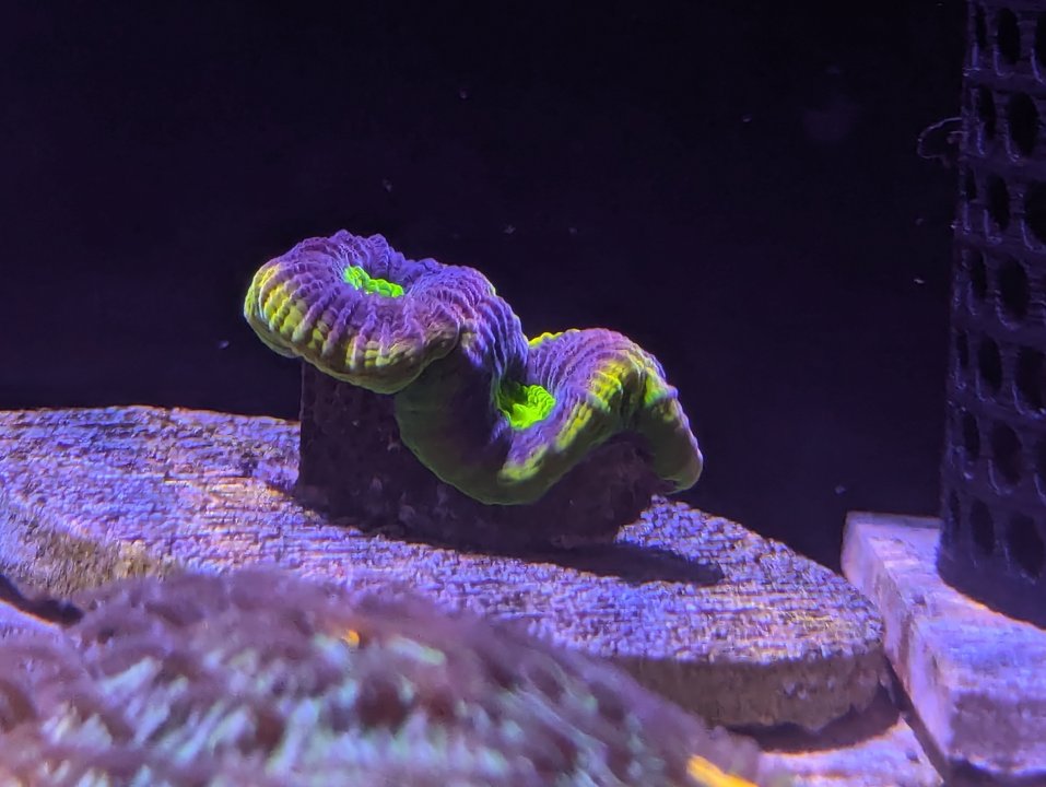 pxl_20240724_181557527-jpg.58970