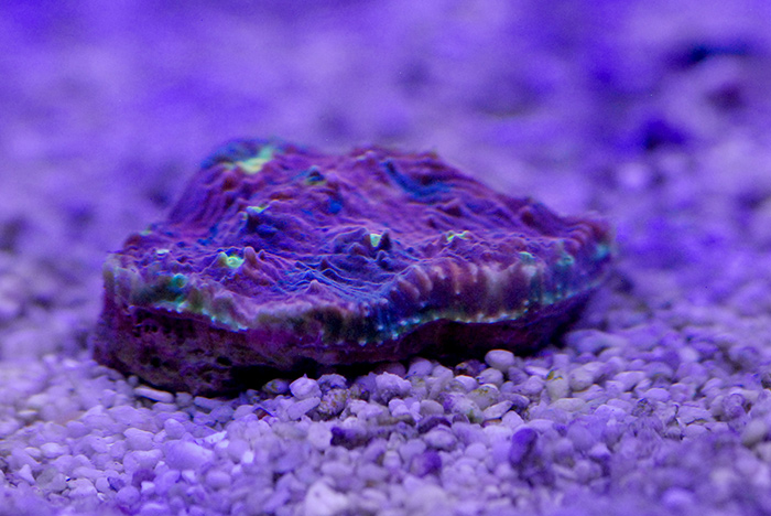 rainbow-chalice.jpg