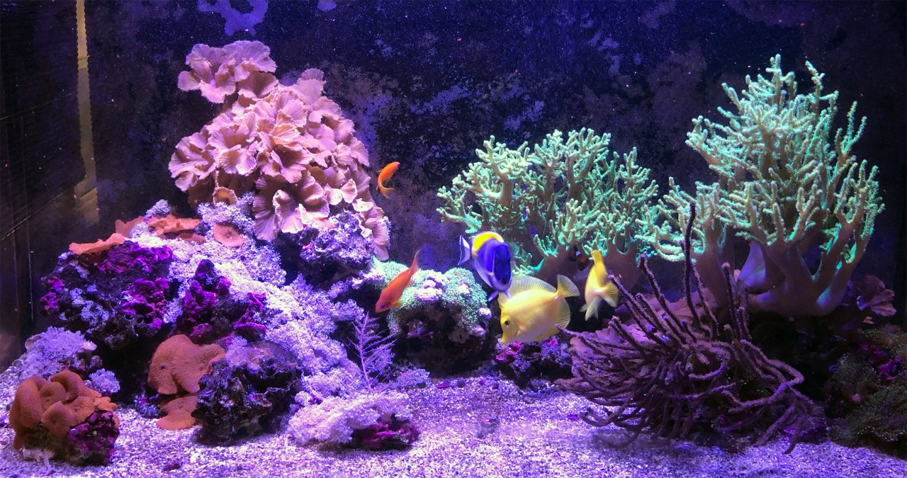 Rays120GSoftie2019-01-04.jpg