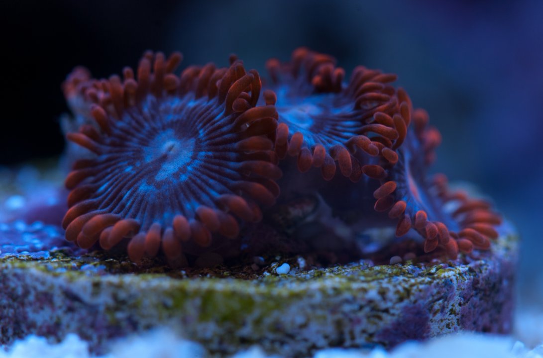 Red-Blue_Zoa.jpg