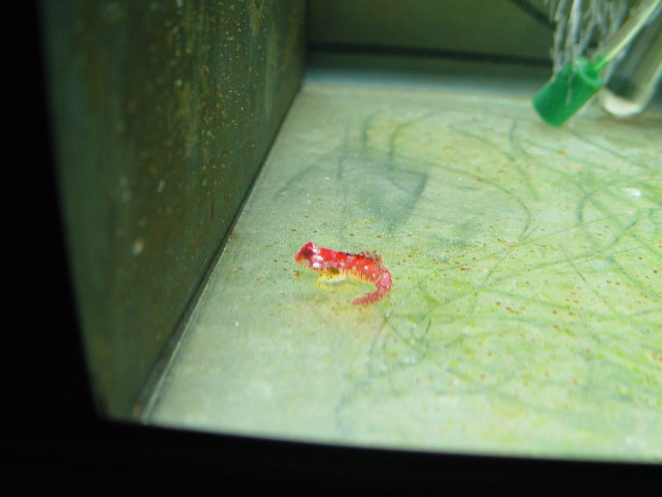 Red Dragon 002.JPG