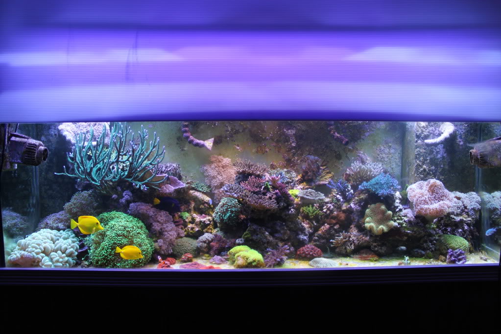 reef 180.JPG