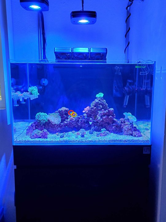 reef.jpg