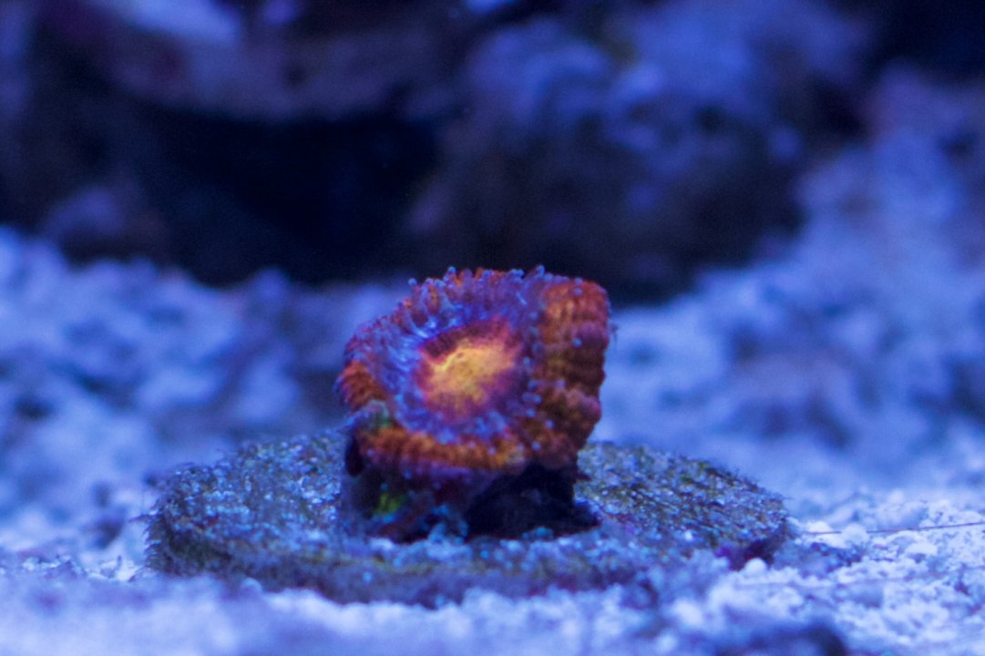 Reef Tank 6715 22 edit.jpeg
