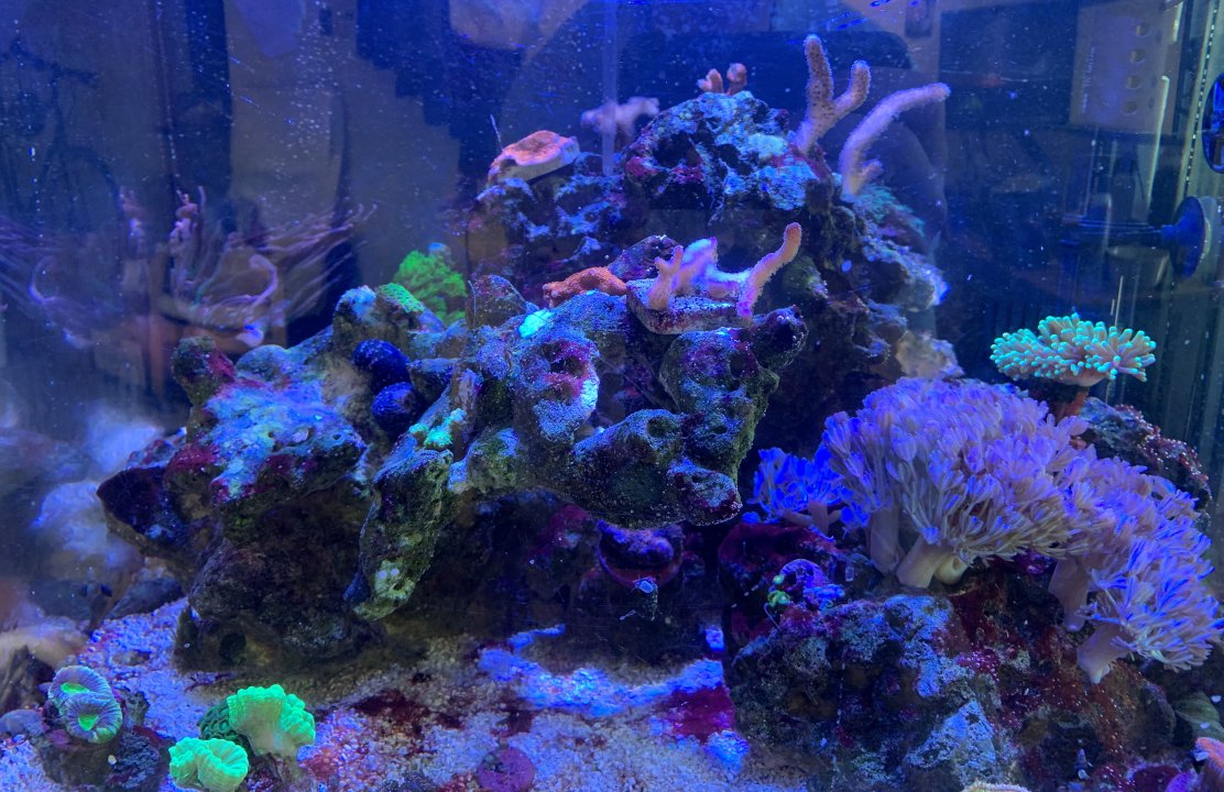 reef2.jpg