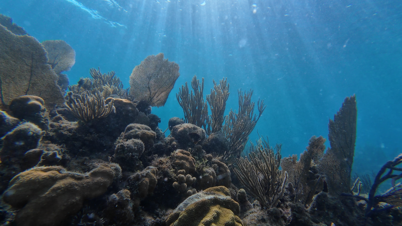 reef_shot_1.png