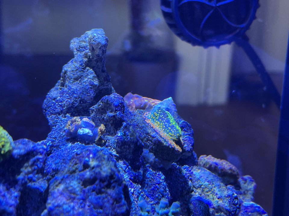 ReefDose9.jpg