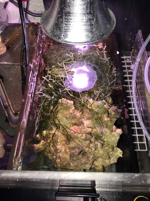 refugium.jpg
