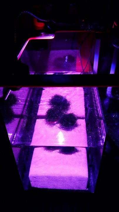 Refugium.jpg