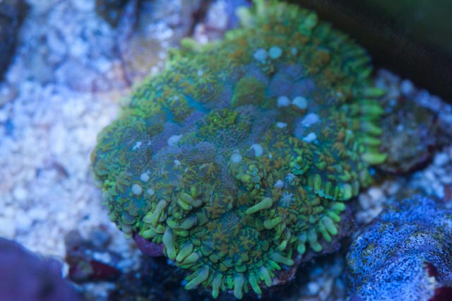 Rhodactis.jpg