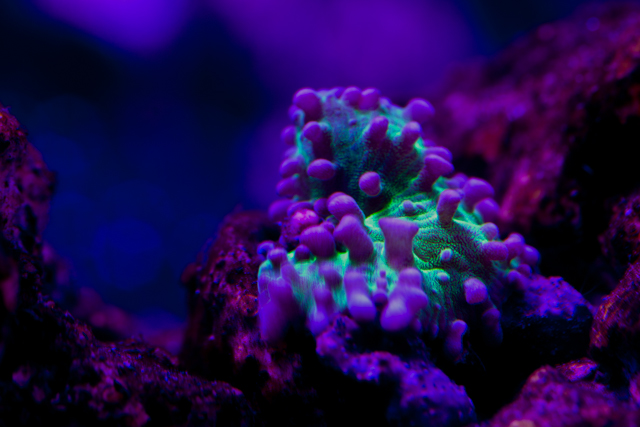 Rhodactus.jpg