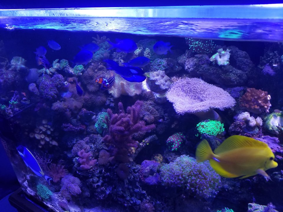 Right side view Full Tank1.jpg