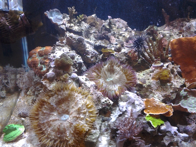 RockFlowerNem.jpg