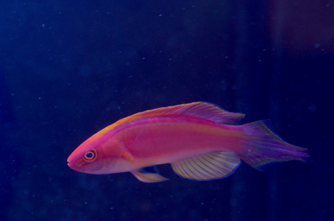 rose banded wrasse.JPG