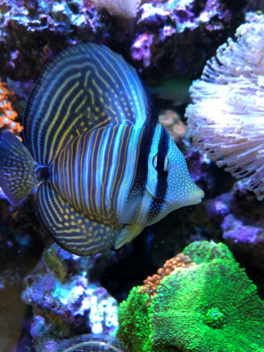 sailfin.jpg