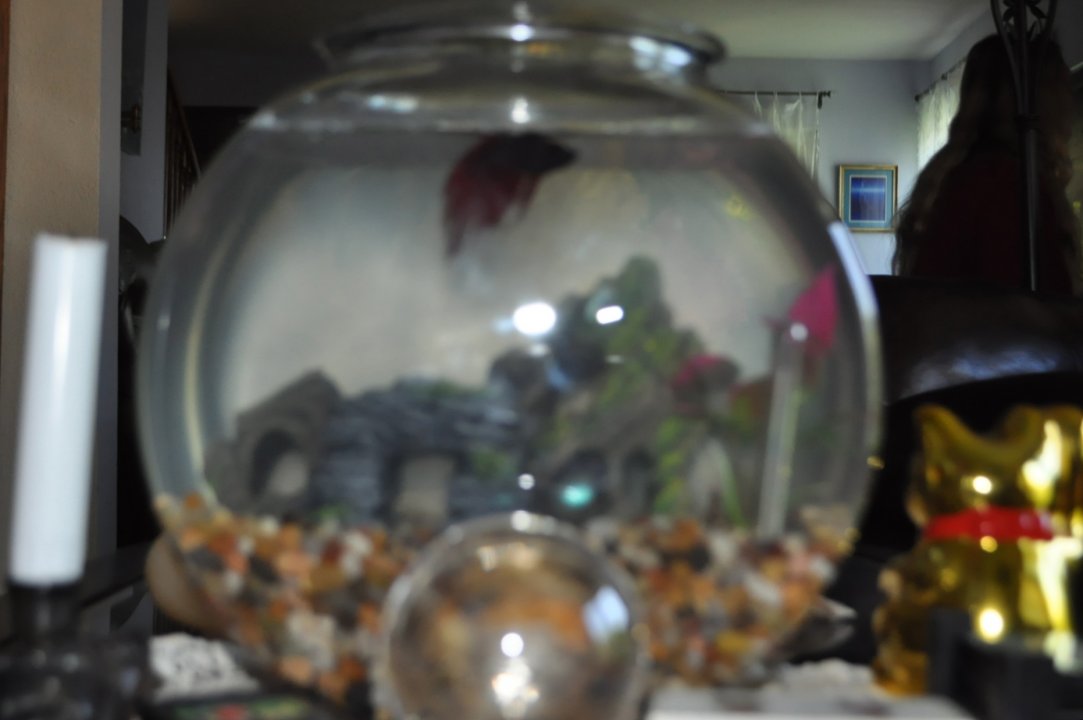 Scarlet DSC_0454.JPG