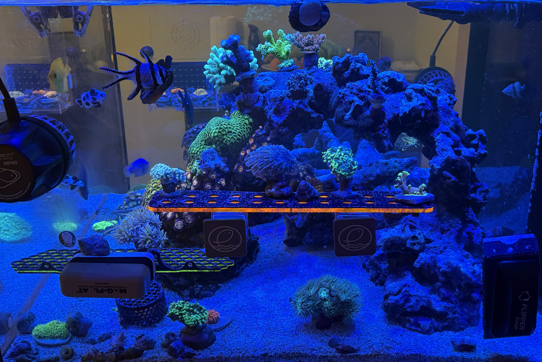 Screenshot 2025-03-12 at 4.11.19 PM.png