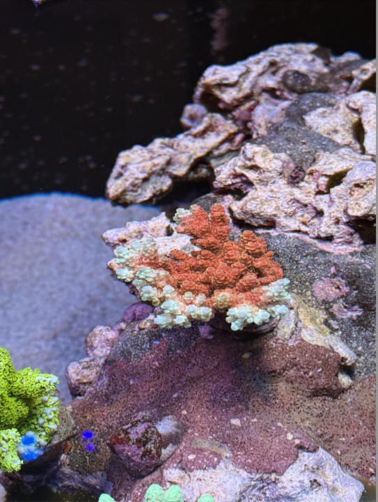 Screenshot 2025-03-23 at 4.12.12 PM.png