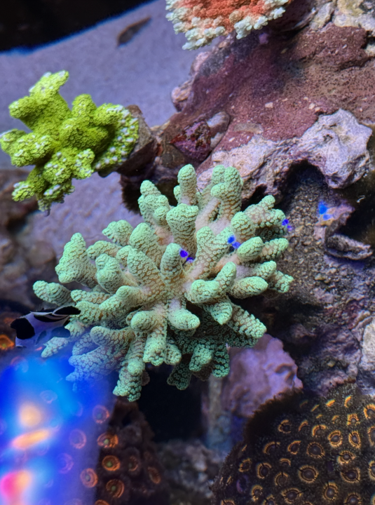 Screenshot 2025-03-23 at 4.12.24 PM.png