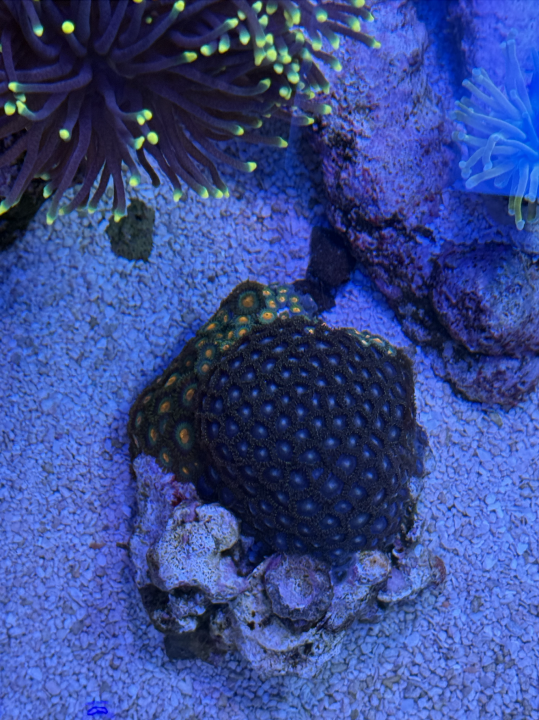 Screenshot 2025-03-23 at 4.13.09 PM.png