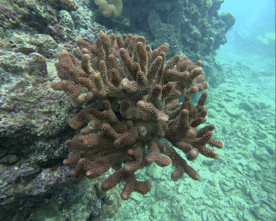 Screenshot 2025-12-08 at 10.34.48 AM.png