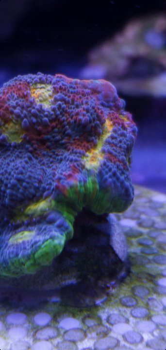 Screenshot_20210723-160948_Gallery.jpg