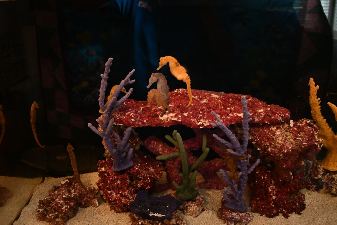 Seahorse Tank 1.JPG