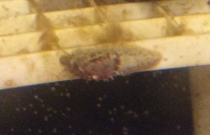 seaslug.JPG