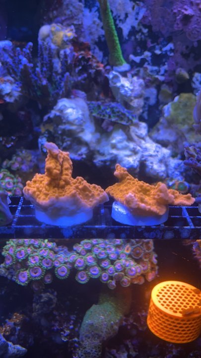 setosa frags.JPG